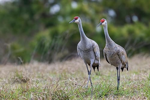 USA-South Texas Aranas National Wildlife Refuge-sandhill cranes pair (lesser) Art Print